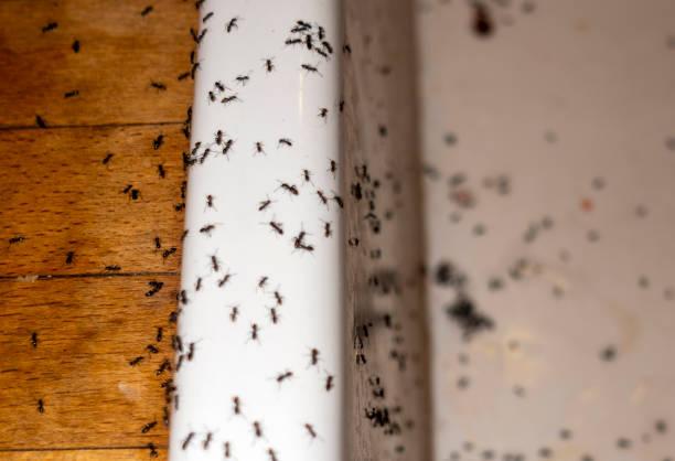 Best Insect Control  in Ahoskie, NC