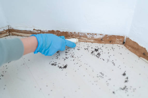 Best Pest Control Near Me  in Ahoskie, NC
